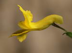 شاتره زرد
